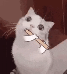 GIF - 1 Mo