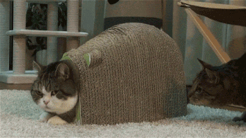 GIF - 1.4 Mo